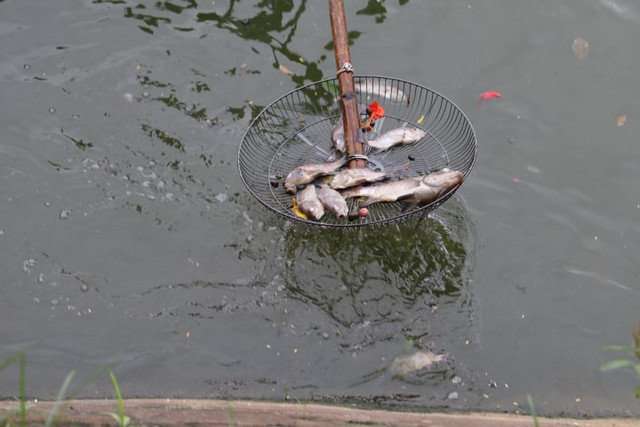 Ca chet hang loat o Ho Tay, dat vao bo boc mui hoi thoi-Hinh-18