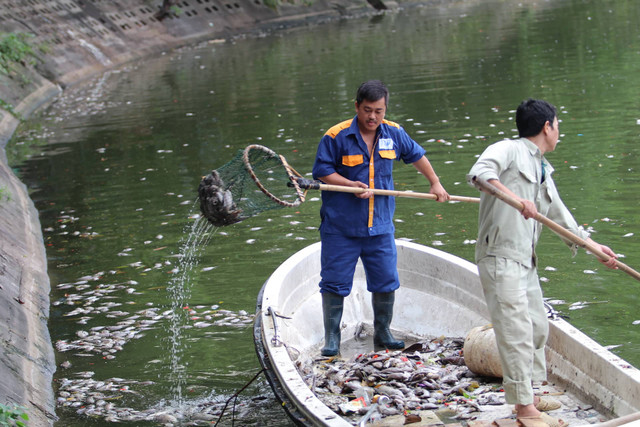 Cá chết hàng loạt ở Hồ Tây, dạt vào bờ bốc mùi hôi thối Ca chet hang loat o Ho Tay, dat vao bo boc mui hoi thoi