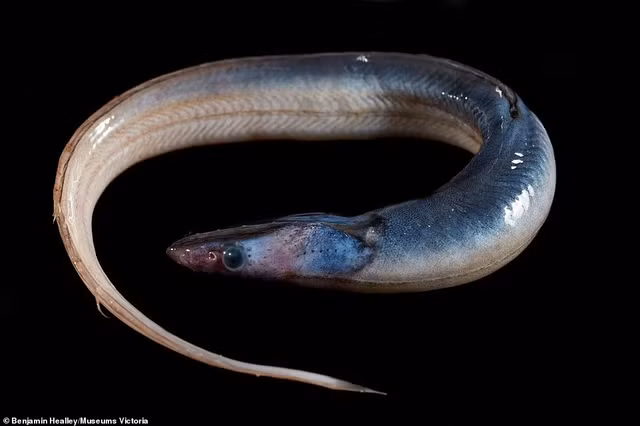 Tan muc nhung sinh vat quai di an nau gan nui lua duoi day bien-Hinh-14