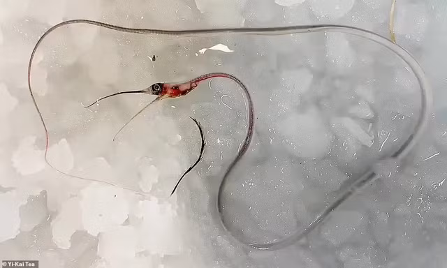 Tan muc nhung sinh vat quai di an nau gan nui lua duoi day bien-Hinh-13