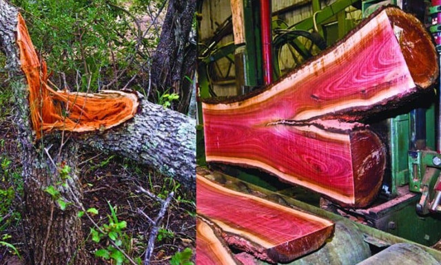 Loại gỗ nào đắt giá và quý hiếm nhất thế giới? - Hình 4 Loai go nao dat gia va quy hiem nhat the gioi?-Hinh-4