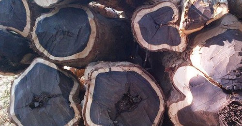 Loại gỗ nào đắt giá và quý hiếm nhất thế giới? - Hình 6 Loai go nao dat gia va quy hiem nhat the gioi?-Hinh-6