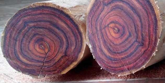 Loại gỗ nào đắt giá và quý hiếm nhất thế giới? - Hình 9 Loai go nao dat gia va quy hiem nhat the gioi?-Hinh-9