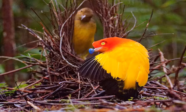 Tuyet chieu to tinh cuc dac biet cua cac loai dong vat-Hinh-3