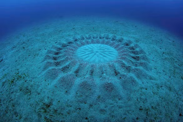 Tuyet chieu to tinh cuc dac biet cua cac loai dong vat-Hinh-2