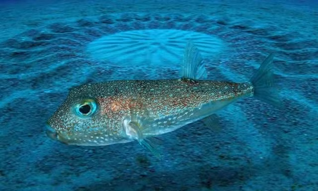 Tuyet chieu to tinh cuc dac biet cua cac loai dong vat