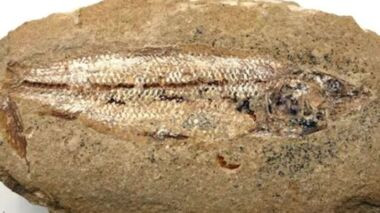 Chuyên gia bối rối khi phát hiện bộ não lâu đời nhất thế giới - Hình 8 Chuyen gia boi roi khi phat hien bo nao lau doi nhat the gioi-Hinh-8