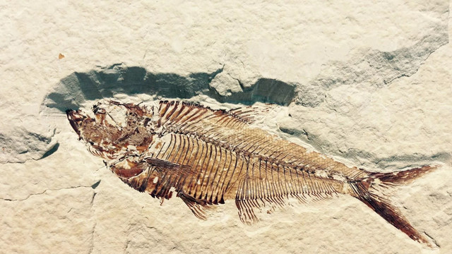 Chuyên gia bối rối khi phát hiện bộ não lâu đời nhất thế giới - Hình 3 Chuyen gia boi roi khi phat hien bo nao lau doi nhat the gioi-Hinh-3