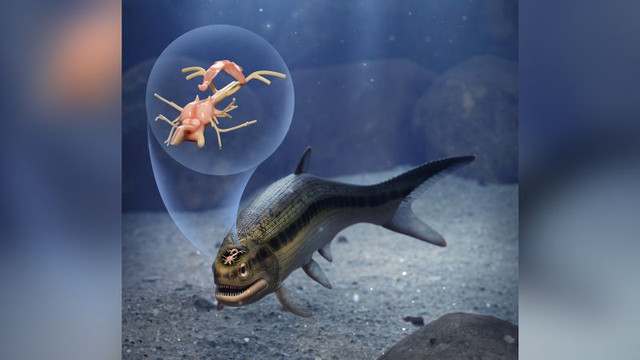 Chuyên gia bối rối khi phát hiện bộ não lâu đời nhất thế giới - Hình 10 Chuyen gia boi roi khi phat hien bo nao lau doi nhat the gioi-Hinh-10