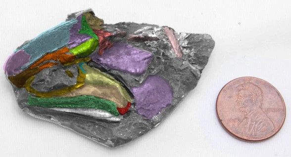 Chuyên gia bối rối khi phát hiện bộ não lâu đời nhất thế giới - Hình 7 Chuyen gia boi roi khi phat hien bo nao lau doi nhat the gioi-Hinh-7