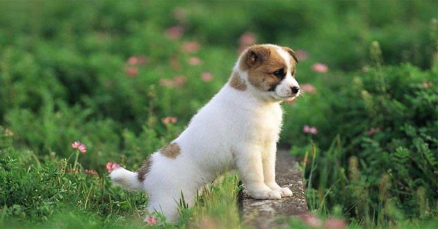 Tết này 4 con giáp sau đây ấm no nhất vùng - Hình 5 Tet nay 4 con giap sau day am no nhat vung-Hinh-5