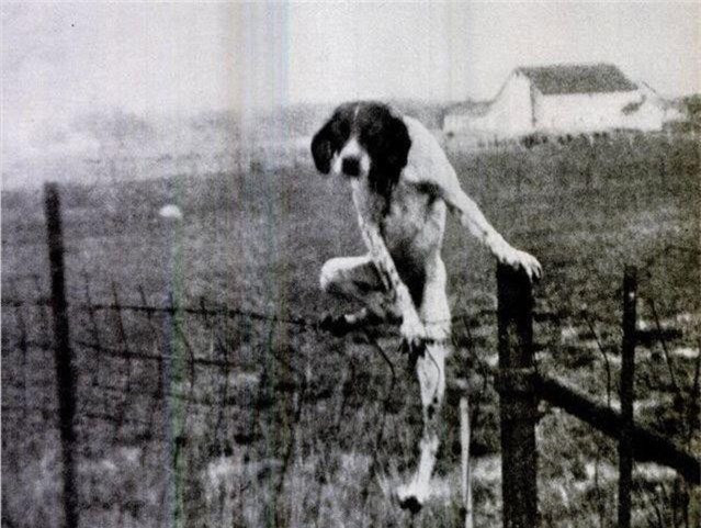 Những bức ảnh kỳ lạ bí ẩn khiến chuyên gia cũng bó tay - Hình 3 Nhung buc anh ky la bi an khien chuyen gia cung bo tay-Hinh-3