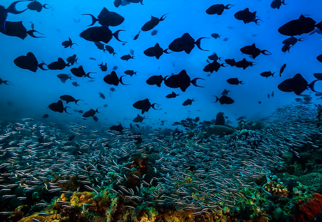 Cong bo nhung buc anh dong vat hoang da an tuong nhat 2022