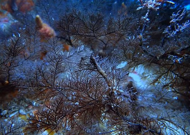 Dep me ly the gioi nhung loai vat noi day bien-Hinh-2