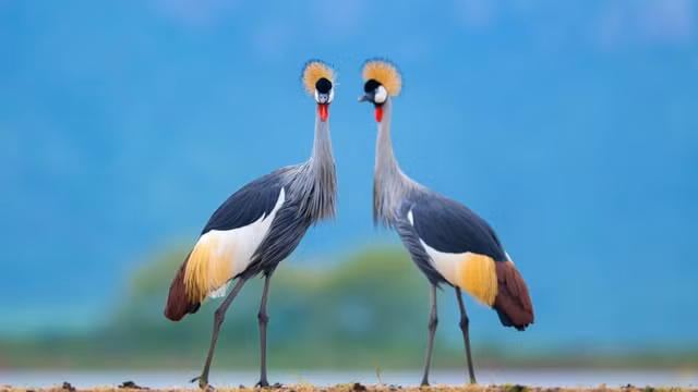 10 buc anh dong vat hoang da cuc huyen ao o Nam Phi-Hinh-10