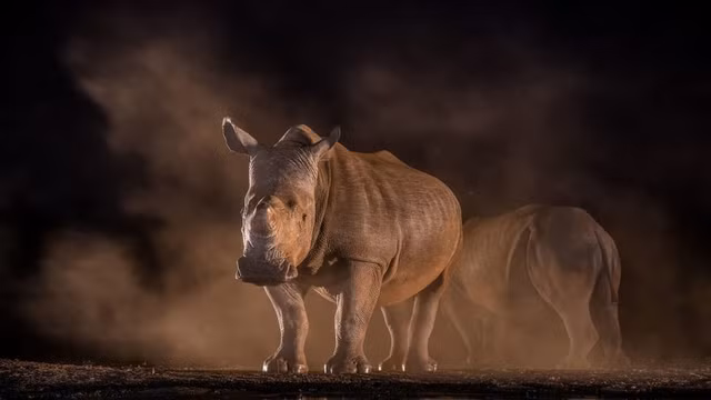 10 buc anh dong vat hoang da cuc huyen ao o Nam Phi-Hinh-8