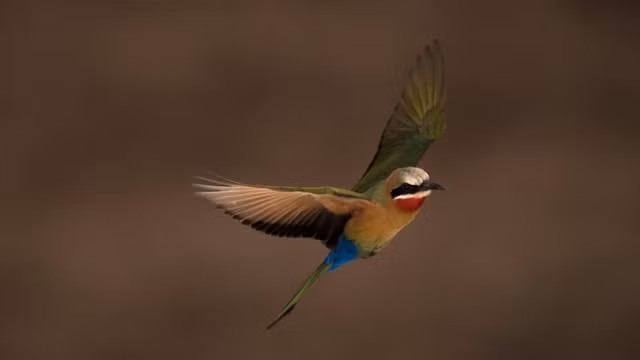 10 buc anh dong vat hoang da cuc huyen ao o Nam Phi-Hinh-7