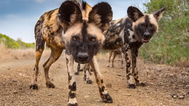 10 buc anh dong vat hoang da cuc huyen ao o Nam Phi-Hinh-4