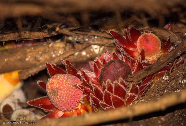 Biet gi ve cay 'ma ca rong' quy quai moc khap cac khu rung