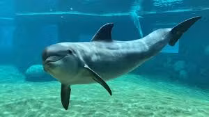 Thu vi ca heo mui chai dung san ho de “lam dep“-Hinh-12