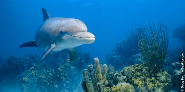 Thu vi ca heo mui chai dung san ho de “lam dep“-Hinh-6