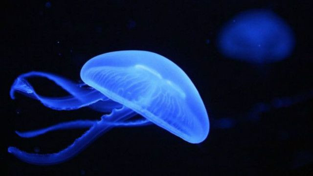 10 sự thật thú vị về loài sứa ít người biết 10 su that thu vi ve loai sua it nguoi biet