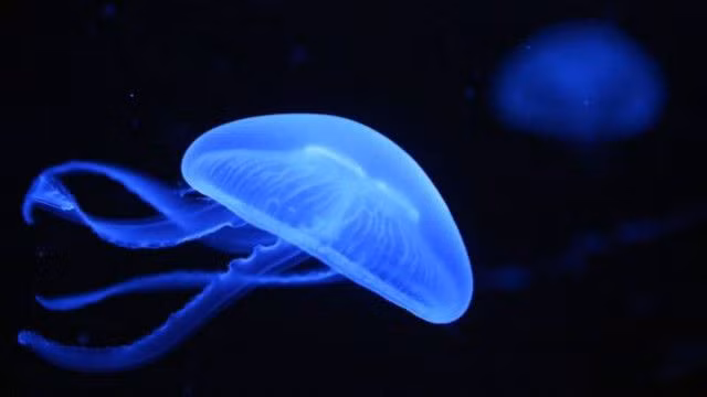 10 su that thu vi ve loai sua it nguoi biet