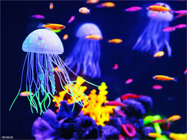 10 sự thật thú vị về loài sứa ít người biết - Hình 2 10 su that thu vi ve loai sua it nguoi biet-Hinh-2