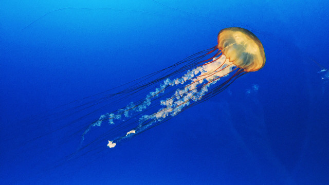 10 sự thật thú vị về loài sứa ít người biết - Hình 10 10 su that thu vi ve loai sua it nguoi biet-Hinh-10