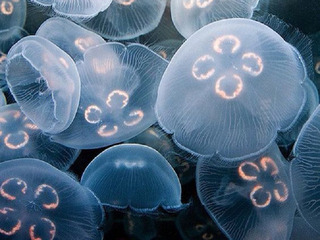 10 sự thật thú vị về loài sứa ít người biết - Hình 8 10 su that thu vi ve loai sua it nguoi biet-Hinh-8