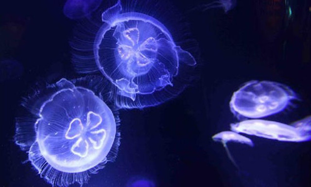 10 sự thật thú vị về loài sứa ít người biết - Hình 15 10 su that thu vi ve loai sua it nguoi biet-Hinh-15