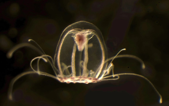 10 sự thật thú vị về loài sứa ít người biết - Hình 3 10 su that thu vi ve loai sua it nguoi biet-Hinh-3