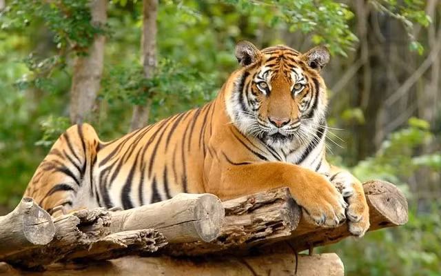 3 con giap doi van, cuc phat sau tuoi 30-Hinh-7