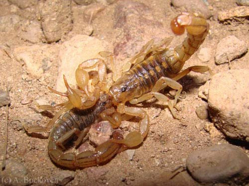 Những cách giao phối kỳ lạ trong thế giới động vật - Hình 5 Nhung cach giao phoi ky la trong the gioi dong vat-Hinh-5