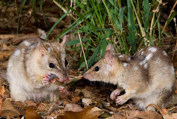 Nhung cach giao phoi ky la trong the gioi dong vat-Hinh-4