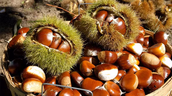 Thuc pham cuc bo gan than trong tiet troi thu dong-Hinh-7