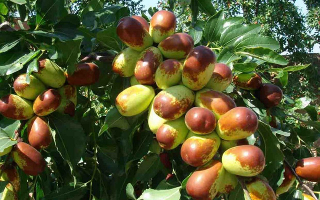 Hồng táo có thực nhiều công dụng như lời đồn? Hong tao co thuc nhieu cong dung nhu loi don?