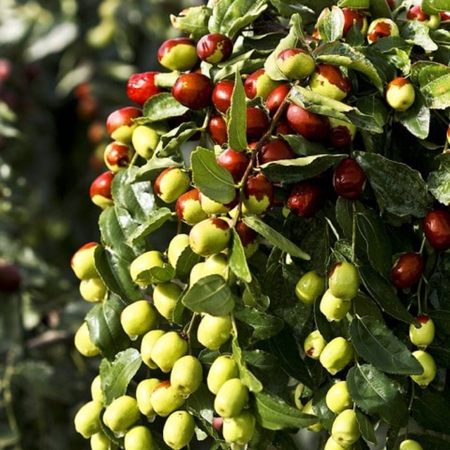 Hồng táo có thực nhiều công dụng như lời đồn? - Hình 10 Hong tao co thuc nhieu cong dung nhu loi don?-Hinh-10