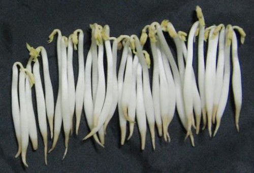 Loại rau củ cực hại gan nhiều người không biết - Hình 2 Loai rau cu cuc hai gan nhieu nguoi khong biet-Hinh-2