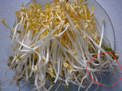 Loai rau cu cuc hai gan nhieu nguoi khong biet