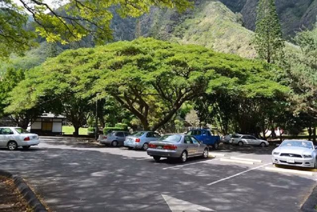 Các biện pháp đơn giản bảo vệ ô tô dưới cái nắng hè hơn 40 độ Cac bien phap don gian bao ve o to duoi cai nang he hon 40 do