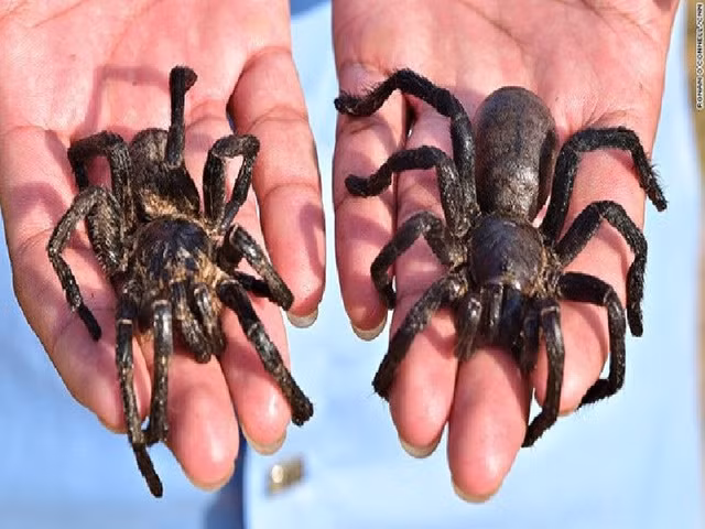 8 mon an dac san kinh di nhat the gioi, khong phai ai cung dam thu-Hinh-4