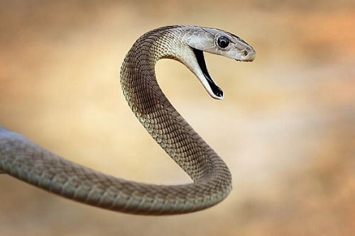 Cảnh báo 6 loài rắn độc gây tử vong chỉ trong vài phút - Hình 4 Canh bao 6 loai ran doc gay tu vong chi trong vai phut-Hinh-4