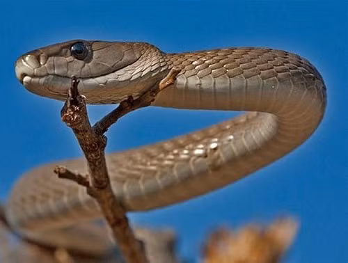 Canh bao 6 loai ran doc gay tu vong chi trong vai phut-Hinh-3