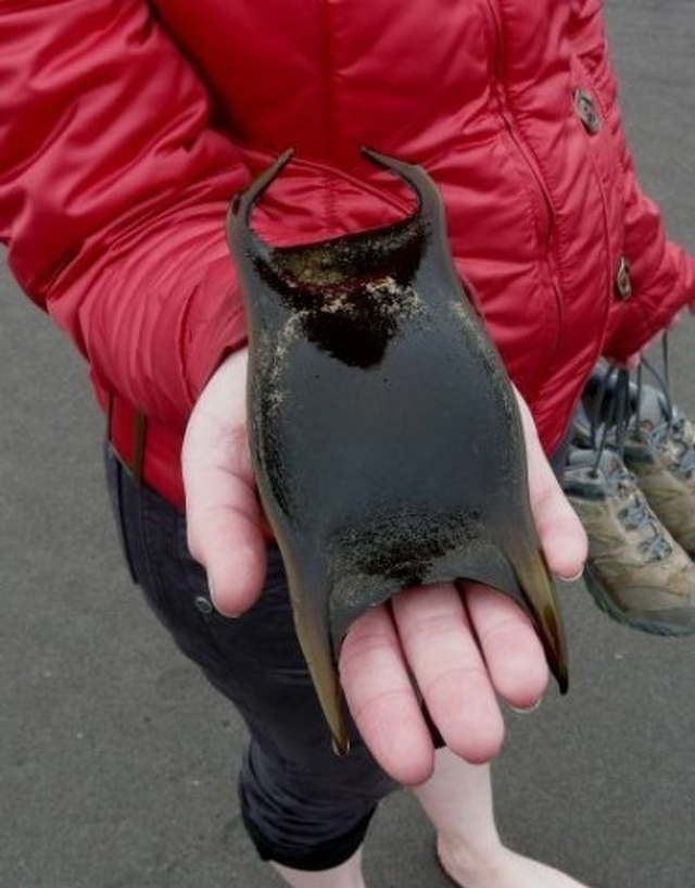 Những hiện tượng cực thú vị hiếm thấy trong đời - Hình 5 Nhung hien tuong cuc thu vi hiem thay trong doi-Hinh-5