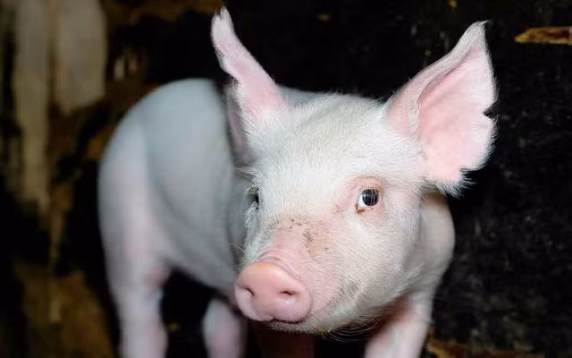 Gia heo hoi hom nay tiep tuc tang manh