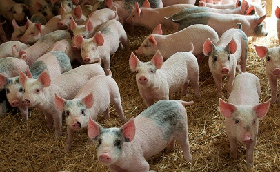 Giá heo hơi hôm nay 10/2: Tiếp tục giảm từ 1.000 - 3.000 đồng/kg Gia heo hoi hom nay 10/2: Tiep tuc giam tu 1.000 - 3.000 dong/kg