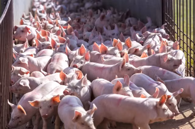 Gia heo hoi hom nay: Giam tren dien rong