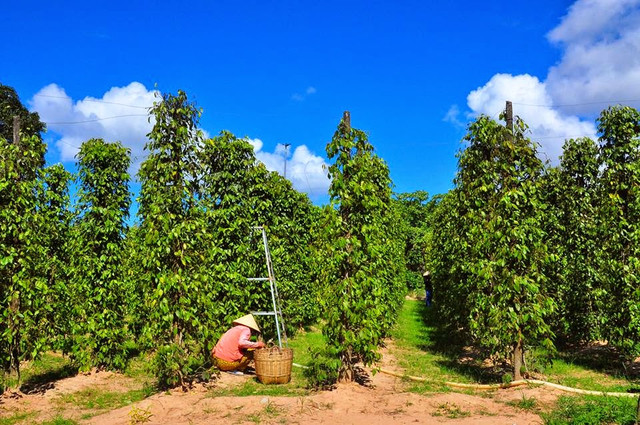 Giá tiêu hôm nay: Tiếp đà giảm một vài nơi Gia tieu hom nay: Tiep da giam mot vai noi