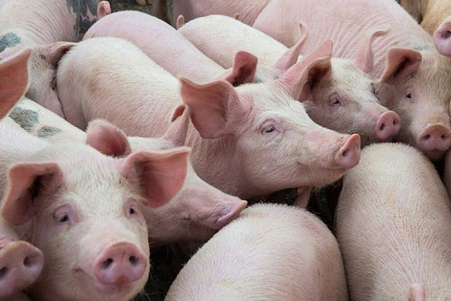 Giá heo hơi hôm nay được thu mua trong khoảng 54.000 - 57.000 đồng/kg Gia heo hoi hom nay duoc thu mua trong khoang 54.000 - 57.000 dong/kg